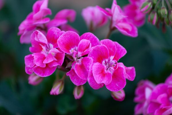 Geranium: The Flower Behind AZUL's Soul