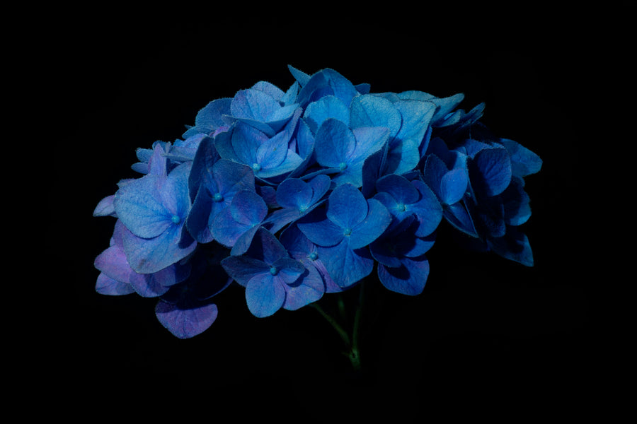 Blue Tansy: The Flower Behind AZUL's Natural Blue