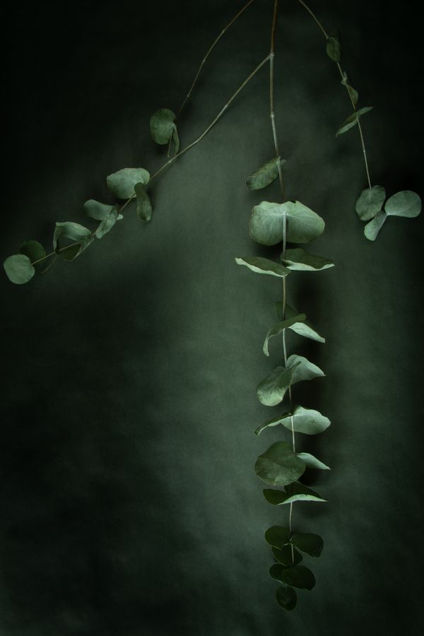 Eucalyptus & Peppermint: Behind CARBON's Cool